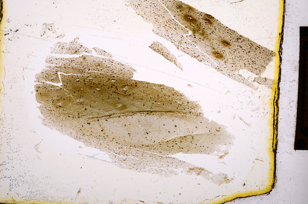 Plane Polarized, E393