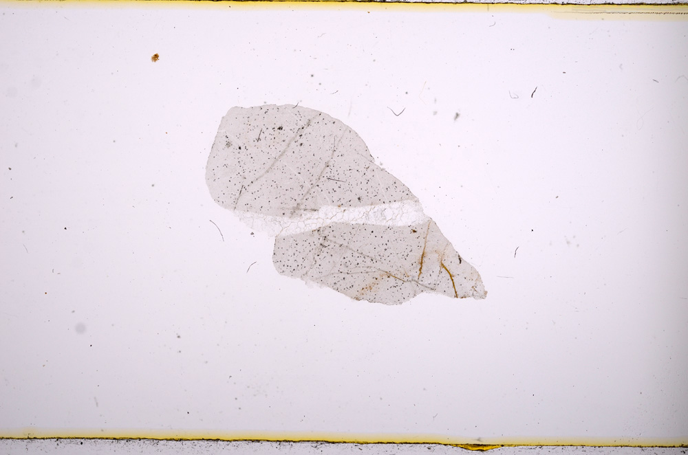 Plane Polarized, E479