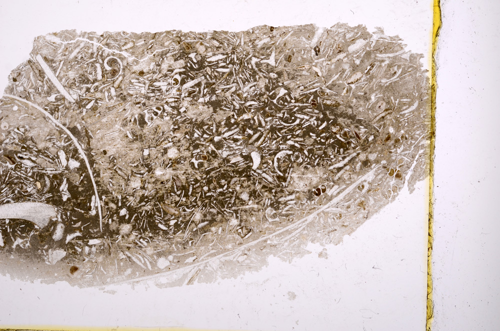 Plane Polarized, E1217