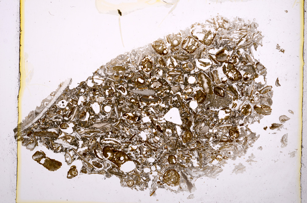 Plane Polarized, E1232