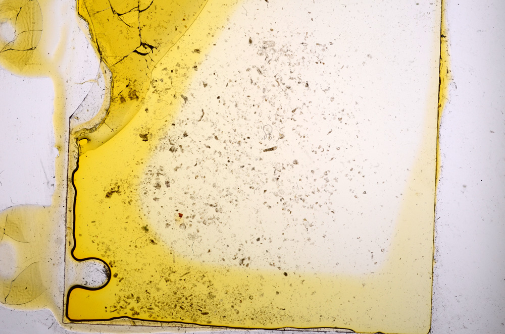 Plane Polarized, E1242/A