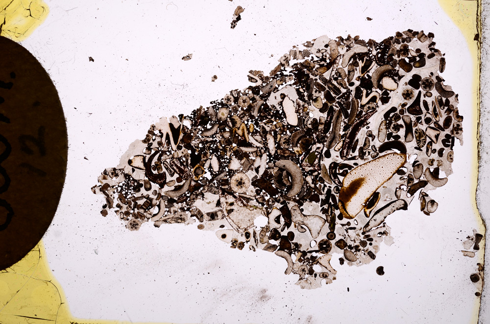 Plane Polarized, E2465