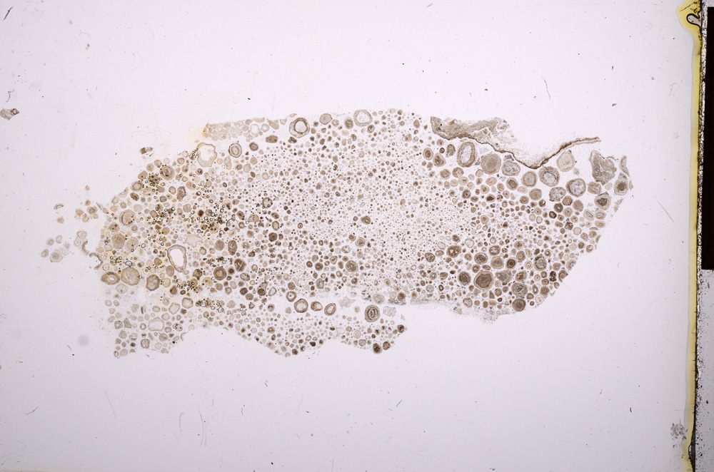 Plane Polarized, E2867