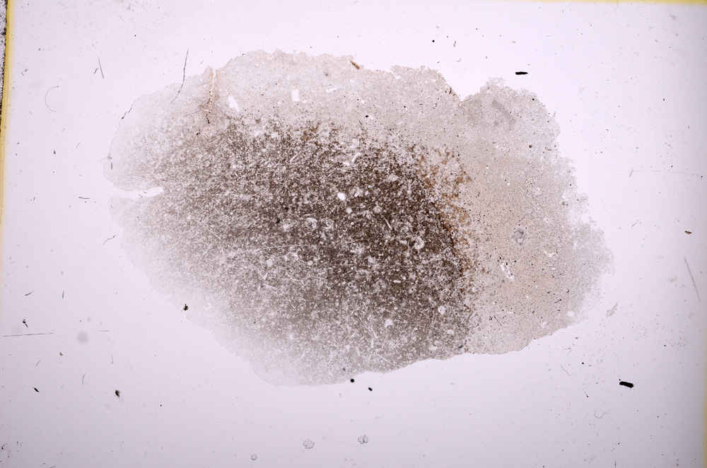 Plane Polarized, E3028