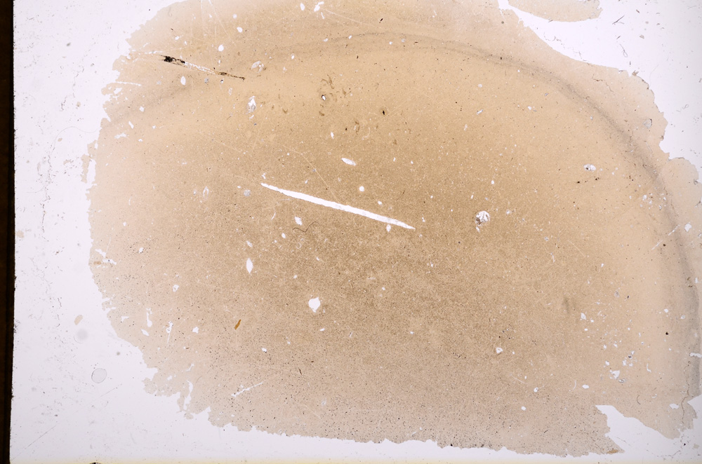 Plane Polarized, E3047