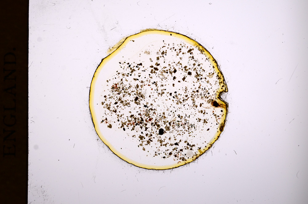 Plane Polarized, E3138