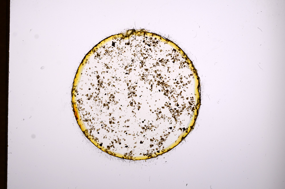 Plane Polarized, E3139