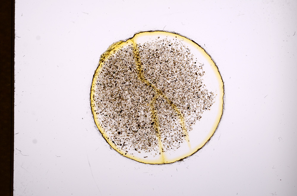 Plane Polarized, E3141