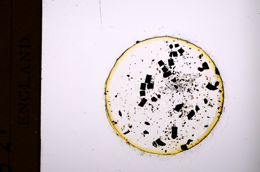 Plane Polarized, E3143