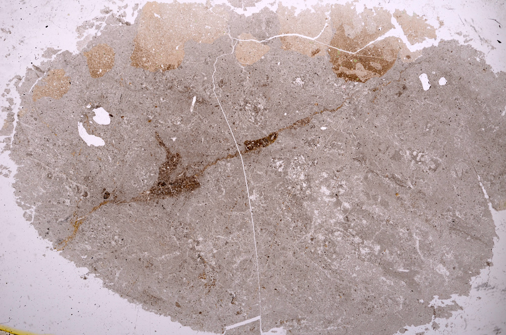 Plane Polarized, E3264