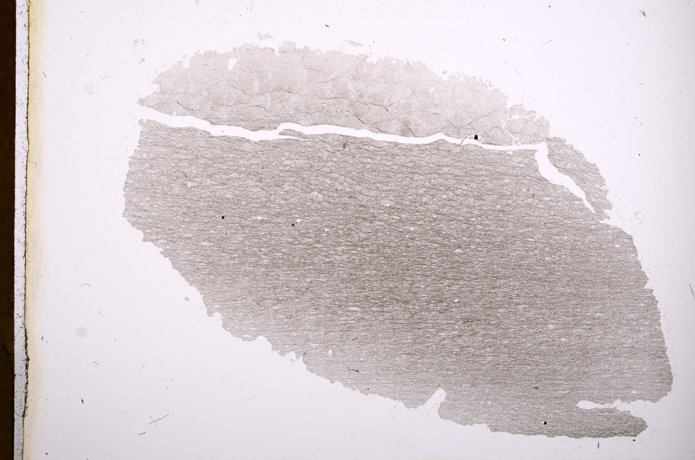 Plane Polarized, E3391