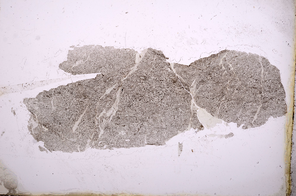 Plane Polarized, E3422