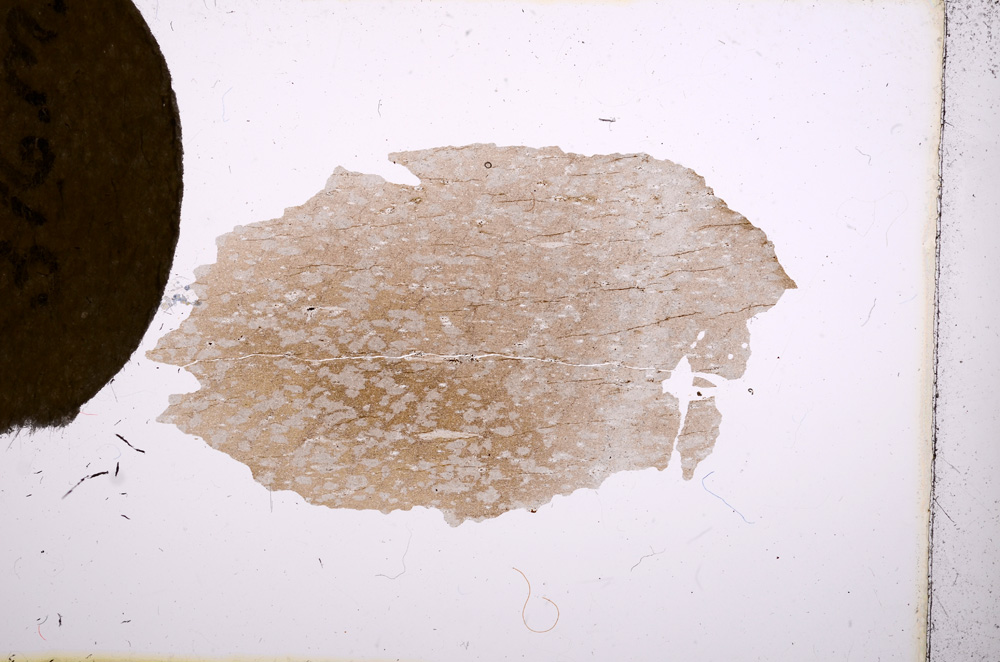 Plane Polarized, E3726