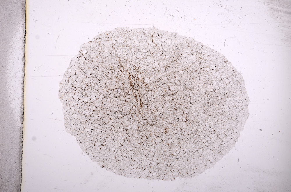 Plane Polarized, E4388