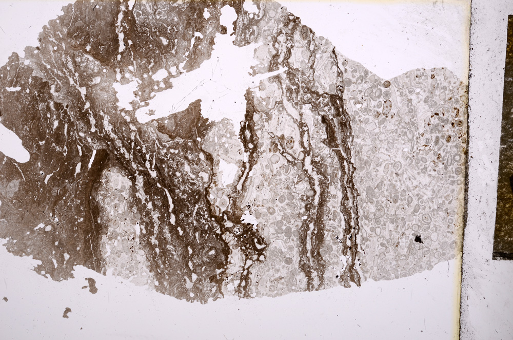 Plane Polarized, E4904