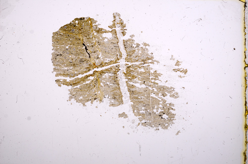 Plane Polarized, E5237