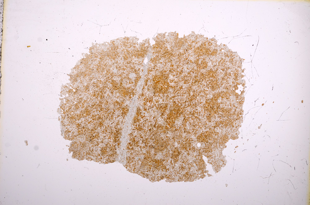 Plane Polarized, E5408