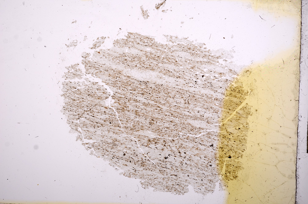 Plane Polarized, E5494