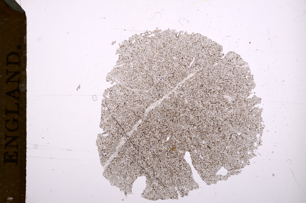 Plane Polarized, E5589