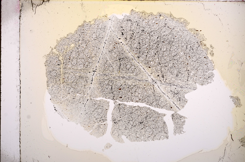 Plane Polarized, E5917
