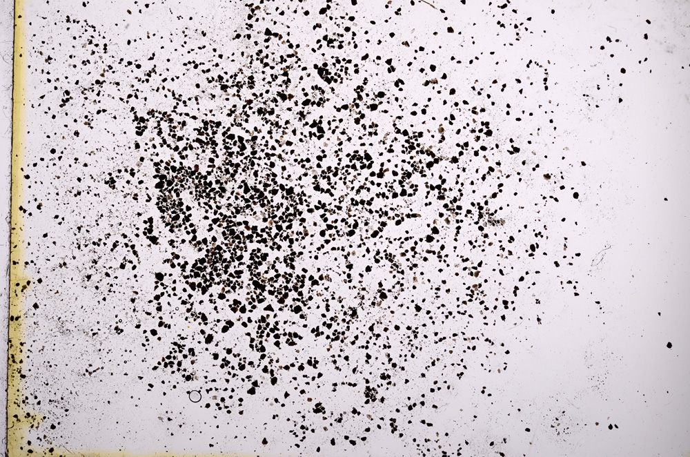 Plane Polarized, E6021