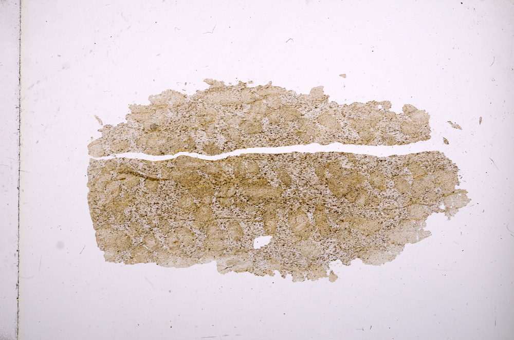 Plane Polarized, E6313