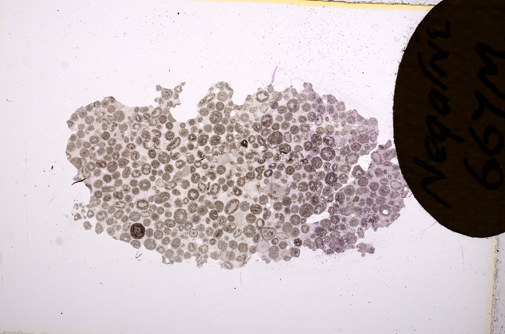 Plane Polarized, E7419