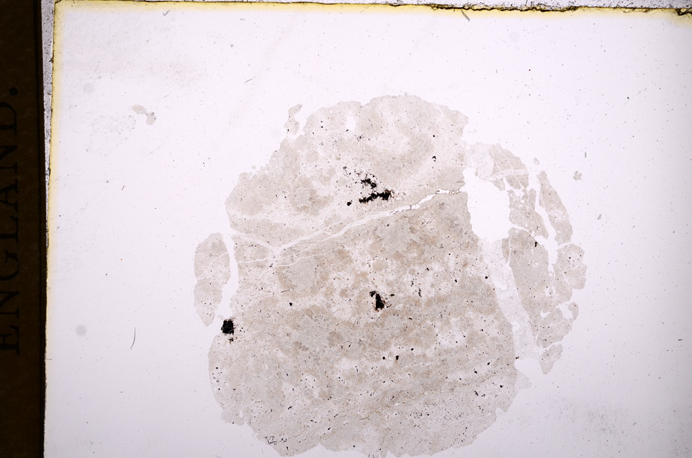 Plane Polarized, E7568