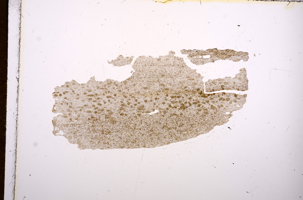 Plane Polarized, E8264