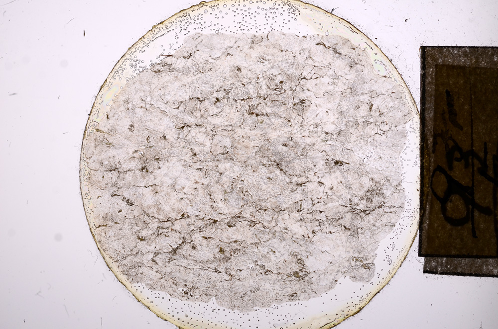 Plane Polarized, E8449