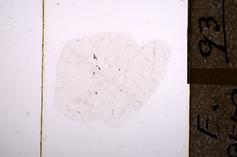 Plane Polarized, E8559