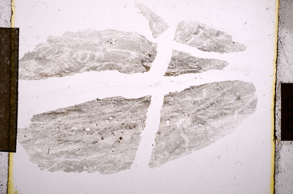 Plane Polarized, E10631