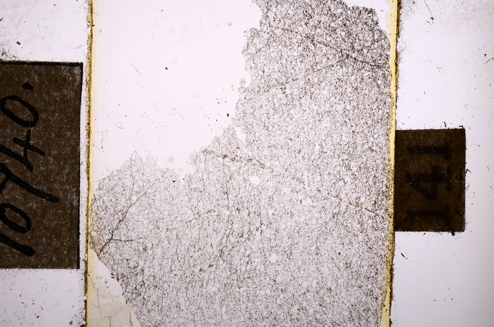 Plane Polarized, E10740