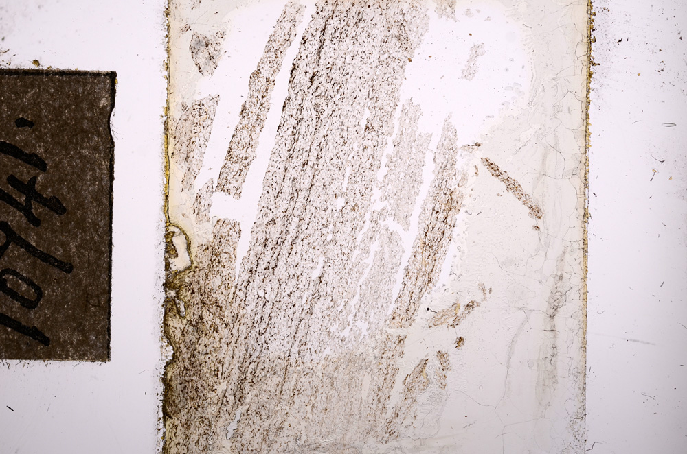 Plane Polarized, E10741