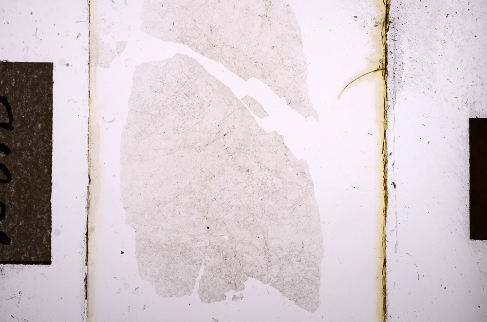 Plane Polarized, E10813