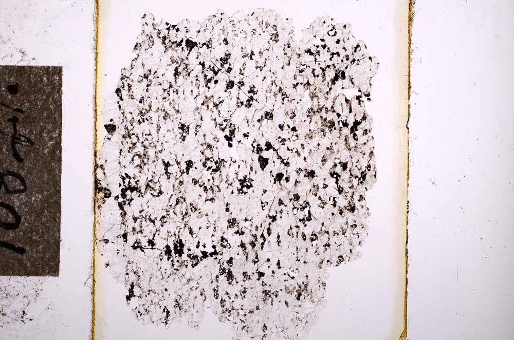Plane Polarized, E10841