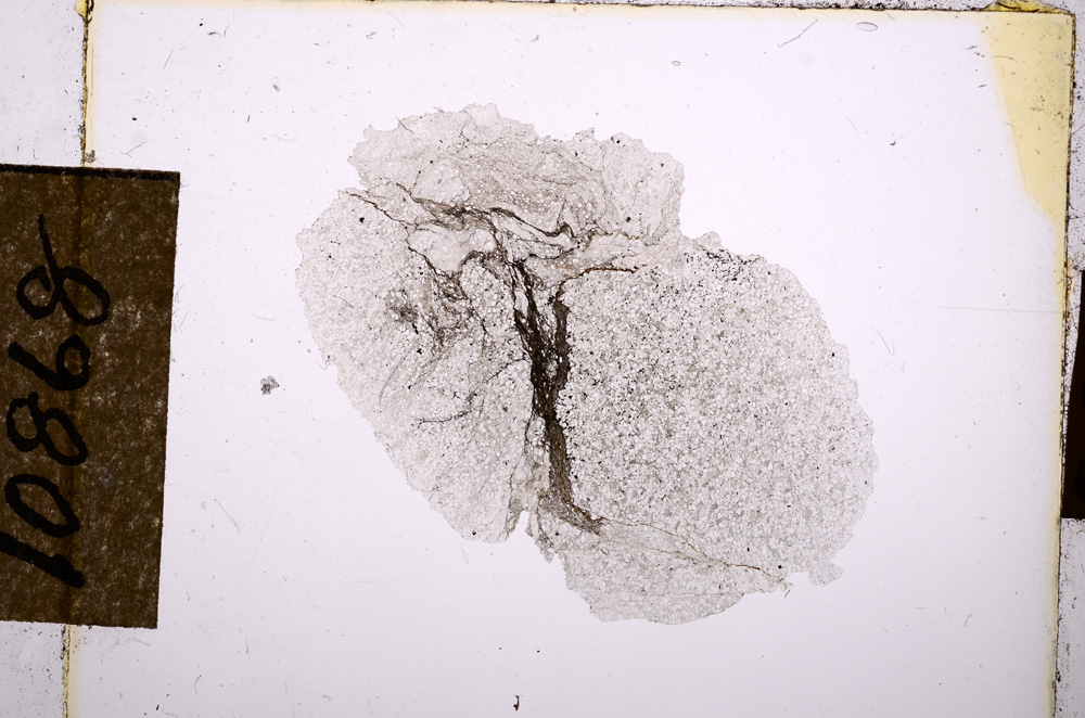 Plane Polarized, E10868