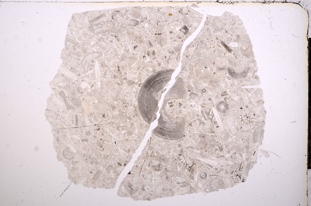 Plane Polarized, E11246