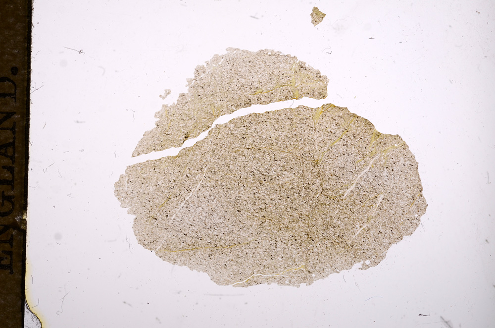 Plane Polarized, E11365