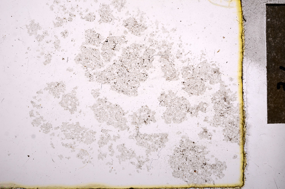 Plane Polarized, E11548