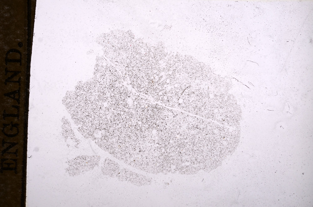 Plane Polarized, E11677