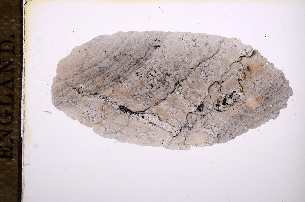 Plane Polarized, E11772