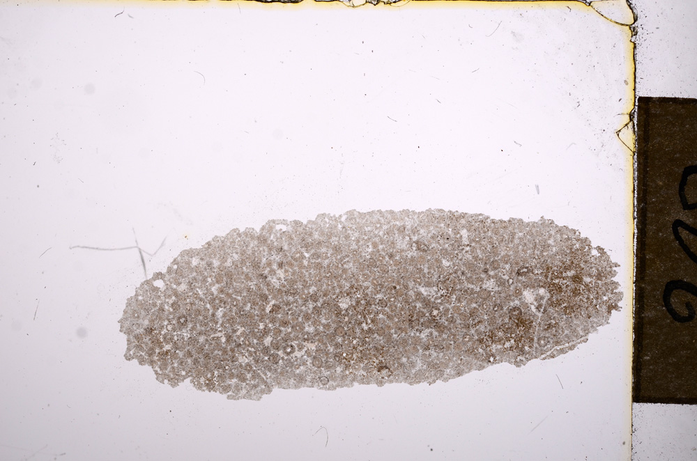 Plane Polarized, E12150