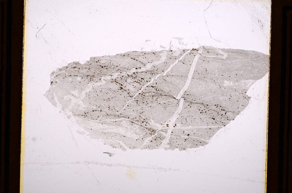 Plane Polarized, E12219