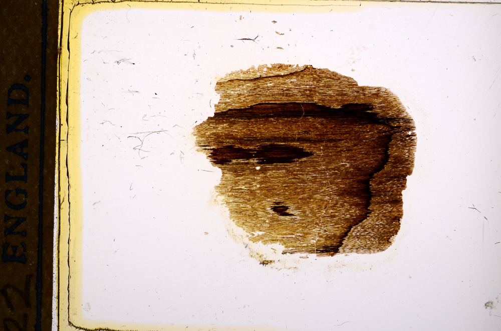 Plane Polarized, E12389