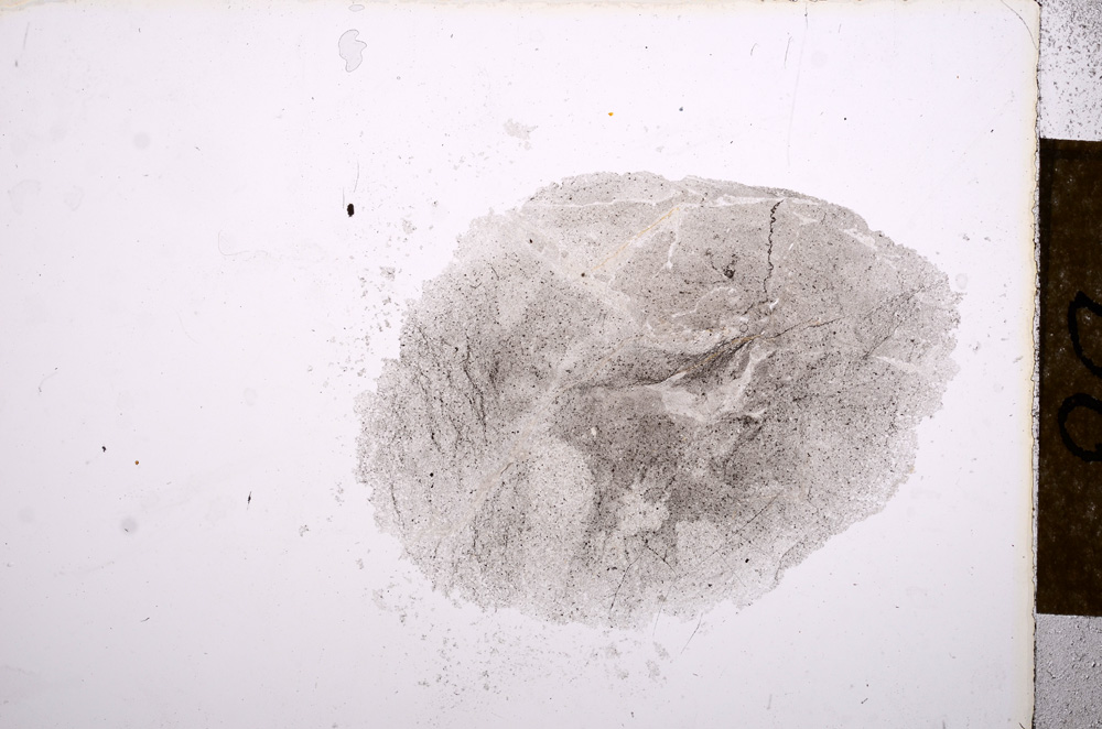 Plane Polarized, E12561