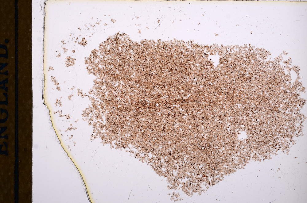 Plane Polarized, E12616