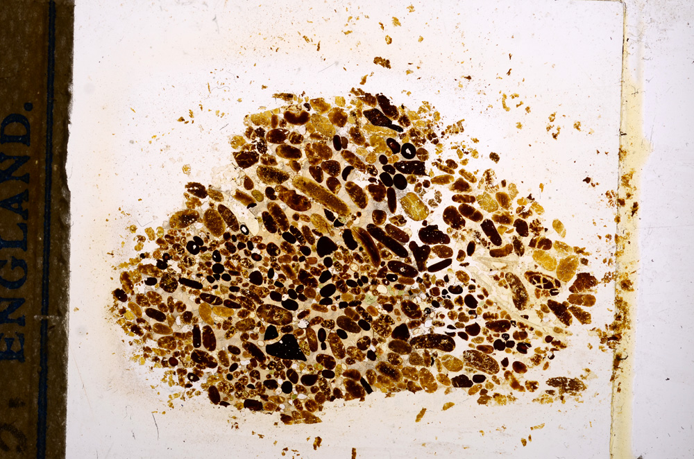 Plane Polarized, E12660