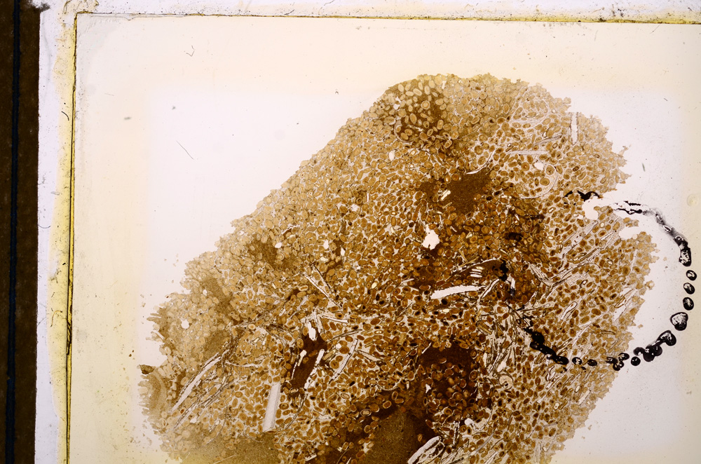 Plane Polarized, E12683