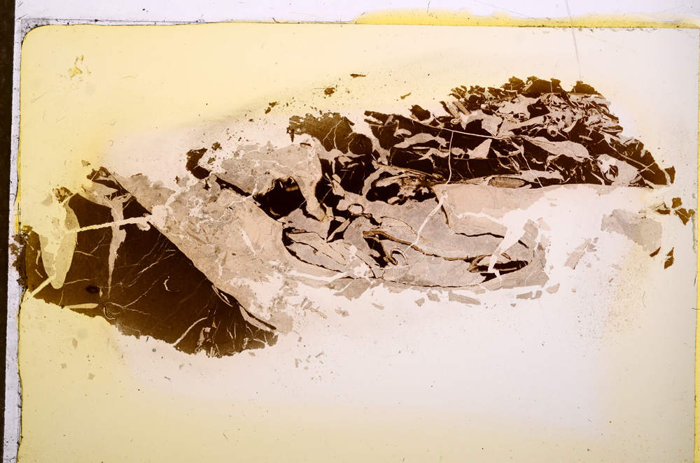 Plane Polarized, E12700